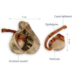 scrotum + testicules en peluche légendes