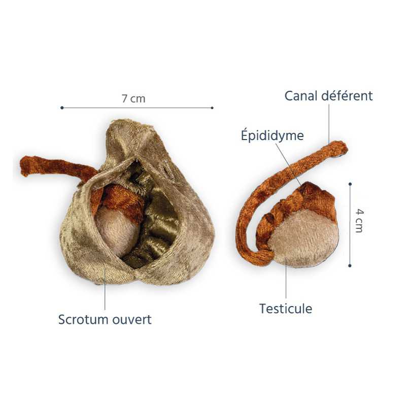 scrotum + testicules en peluche légendes