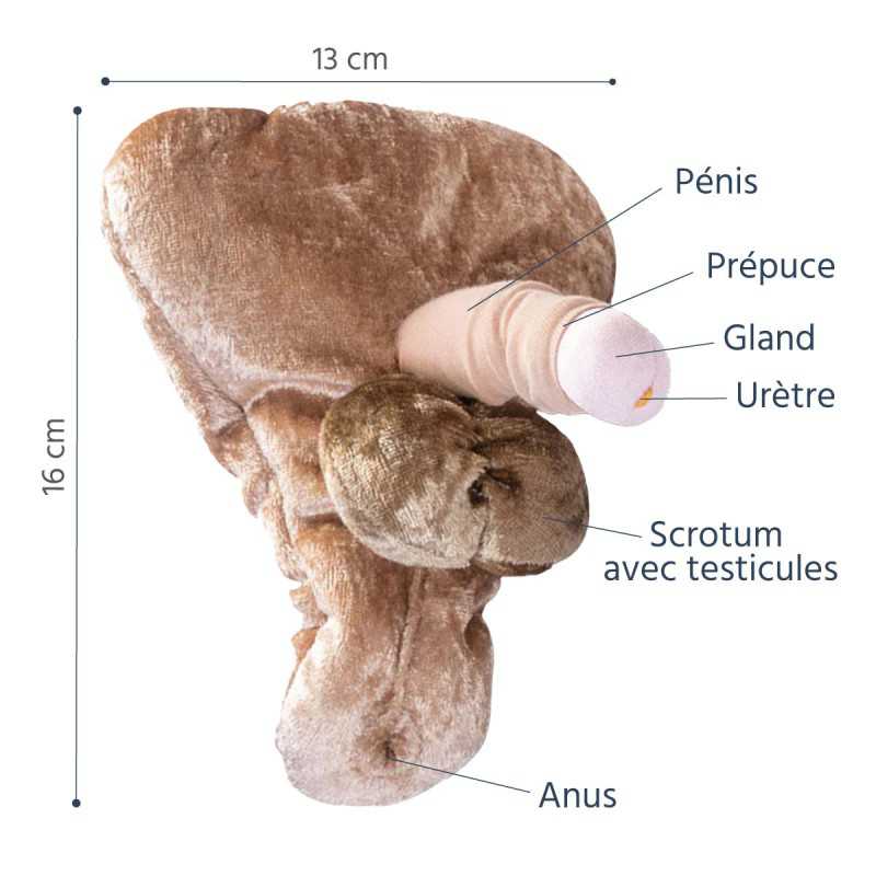 matériel pédagogique pénis petit au repos avec anus représenté couleur clair légendé