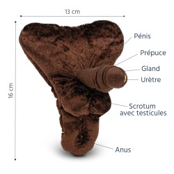 matériel pédagogique pénis petit au repos avec anus représenté couleur foncé légendé