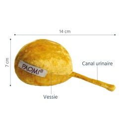 matériel pédagogique de vessie + urètre en peluche légendé