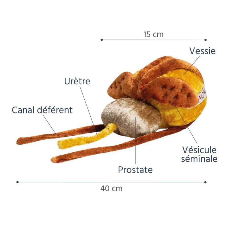 prostate et vessie en peluche pour l'éducation sexuelle légendé