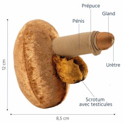 pénis grand avec urètre visible en peluche pour l'éducation sexuelle couleur caramel légendé