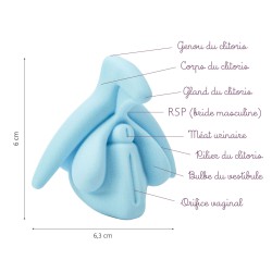 représentation 3D du clitoris en bleu légendée