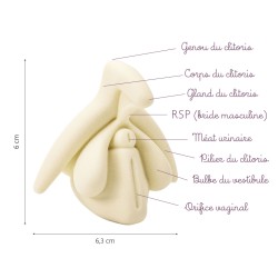 représentation 3D du clitoris en crème légendée