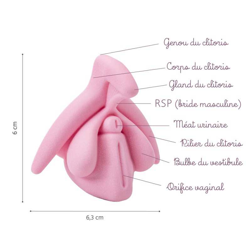 représentation 3D du clitoris en rose légendée