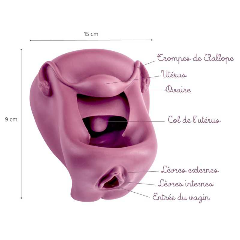 représentation en silicone mauve pour le positionnement du diaphragme légendée