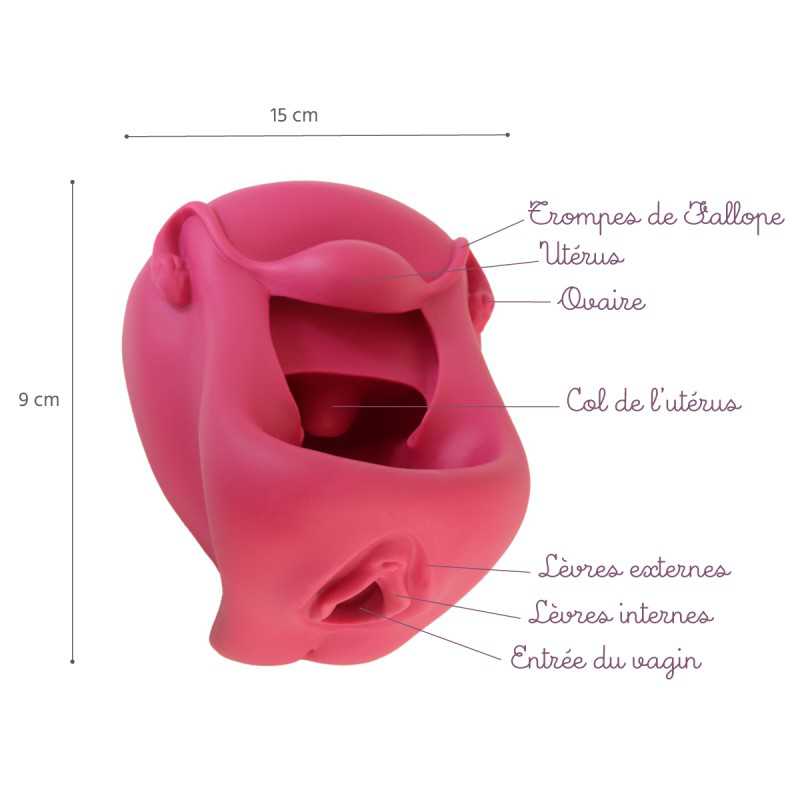 représentation en silicone rose pour le positionnement du diaphragme légendée