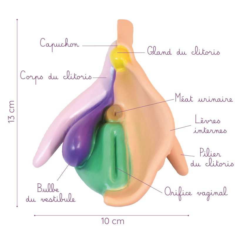 modèle anatomique de vulve à louer légendé