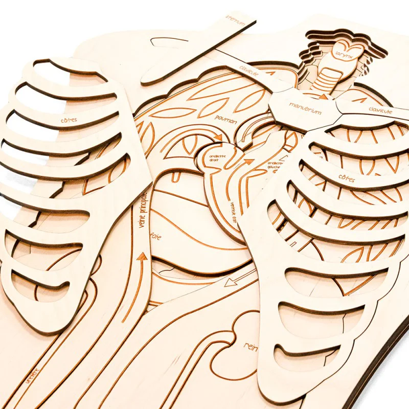 Puzzle multicouches Stuka Puka anatomie du corps humain