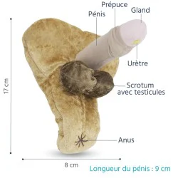 Modèle anatomique intersexué de pénis avec Hypospadias en peluche