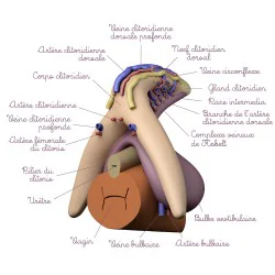 Modèle anatomique Clitoris avec vaisseaux sanguins et nerfs