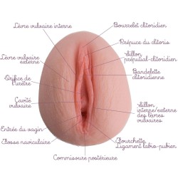 Location Vulve Pêche en silicone