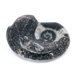 Ammonite Goniatite Fossile