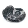 Ammonite Goniatite Fossile