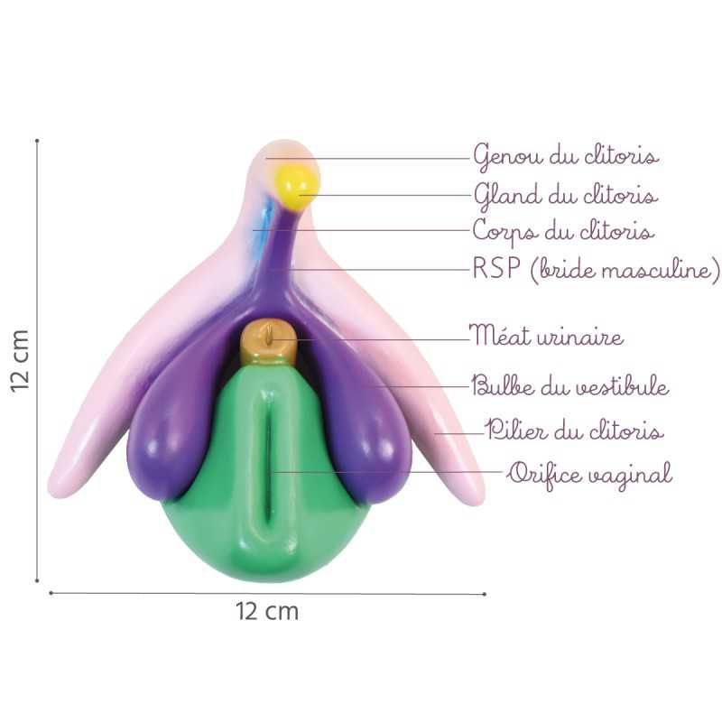 Location Modèle anatomique Clitoris 3D en PVC