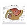 Modèle coupe du bassin masculin avec vues prostate