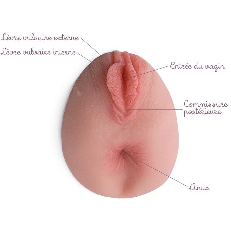 Modèle anatomique d'anus en silicone avec vulve