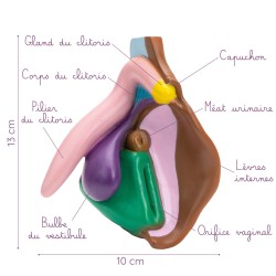 Modèle anatomique de vulve foncé en PVC