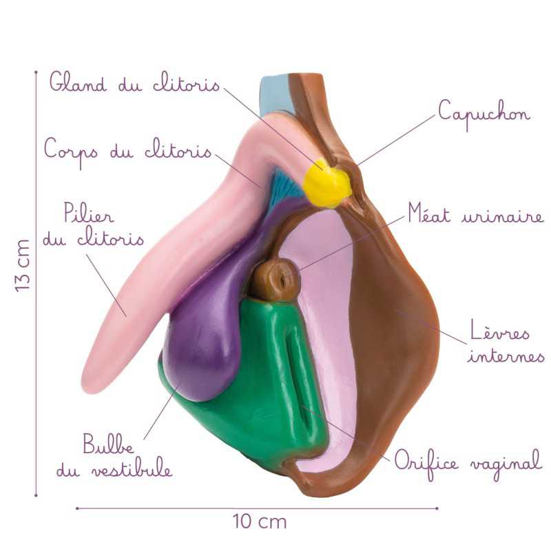 Modèle anatomique de vulve foncé en PVC