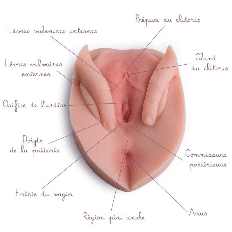 Vulve avec lèvres écartées et anus en silicone