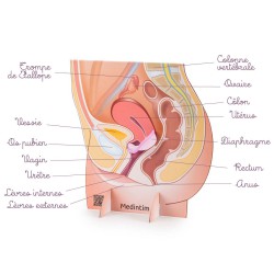 Représentation de l'appareil génital féminin avec un diaphragme en carton légendée