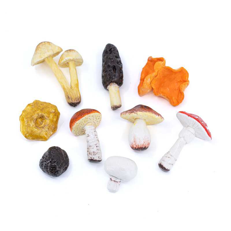 Pack Montessori des champignons