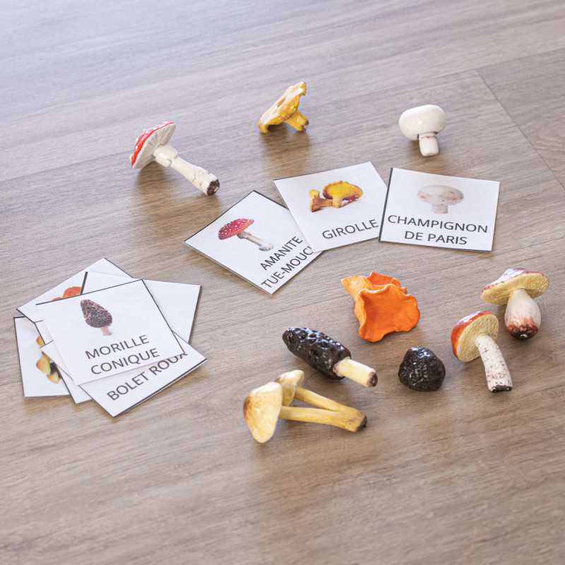 Pack Montessori des champignons